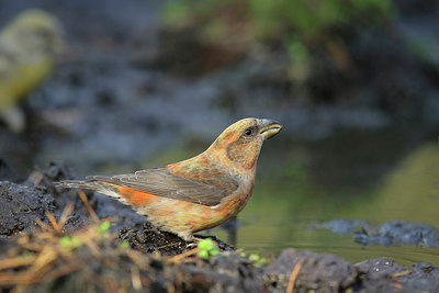 BUITEN BEELD Foto: 307817