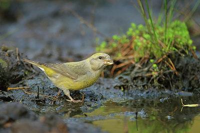 BUITEN BEELD Foto: 307818