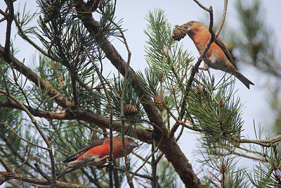 BUITEN BEELD Foto: 307820