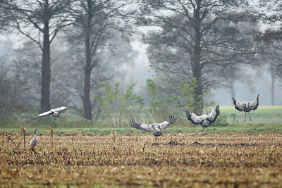 BUITEN BEELD Foto: 307829