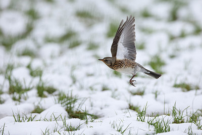 BUITEN BEELD Foto: 307832