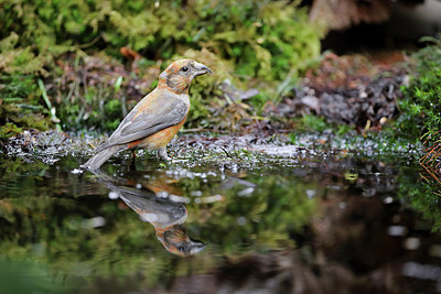 BUITEN BEELD Foto: 307835