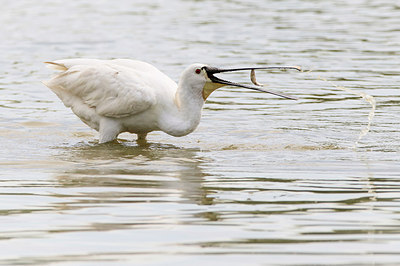 BUITEN BEELD Foto: 307836