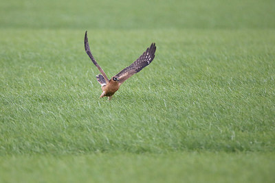 BUITEN BEELD Foto: 307851