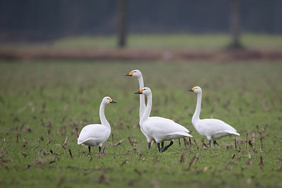 BUITEN BEELD Foto: 307856