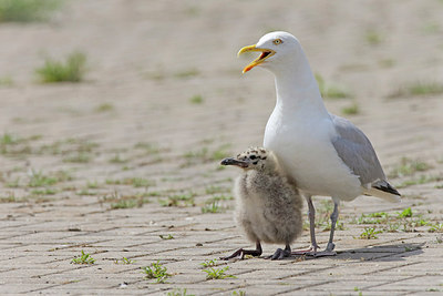 BUITEN BEELD Foto: 307858