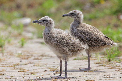 BUITEN BEELD Foto: 307859