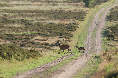 BUITEN BEELD Foto: 307863