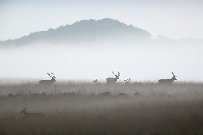 BUITEN BEELD Foto: 307864