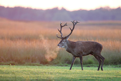 BUITEN BEELD Foto: 307867