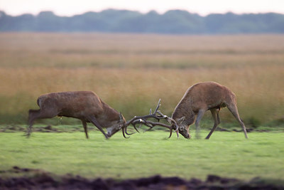 BUITEN BEELD Foto: 307868