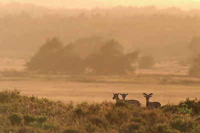 BUITEN BEELD Foto: 307872