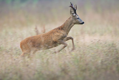 BUITEN BEELD Foto: 307873