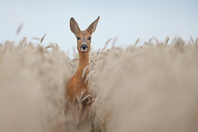 BUITEN BEELD Foto: 307877