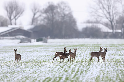 BUITEN BEELD Foto: 307878