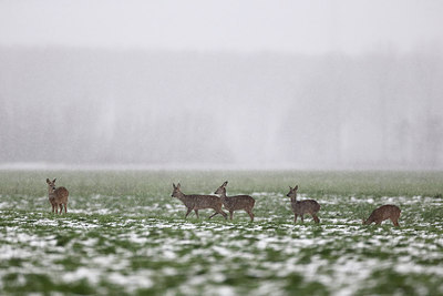 BUITEN BEELD Foto: 307879