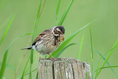 BUITEN BEELD Foto: 307886