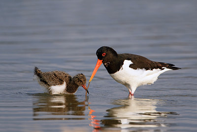 BUITEN BEELD Foto: 307912