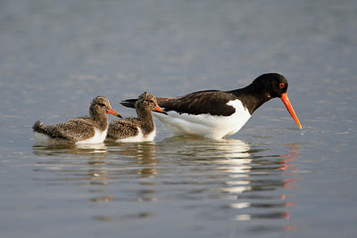 BUITEN BEELD Foto: 307914