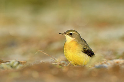 BUITEN BEELD Foto: 307983