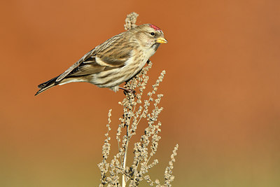 BUITEN BEELD Foto: 307987