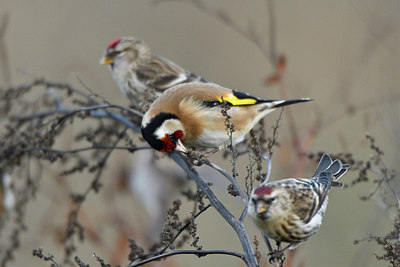 BUITEN BEELD Foto: 307994