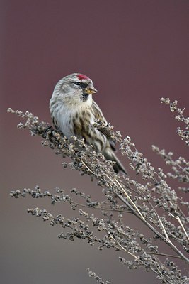 BUITEN BEELD Foto: 307996