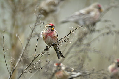 BUITEN BEELD Foto: 308010