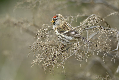 BUITEN BEELD Foto: 308012