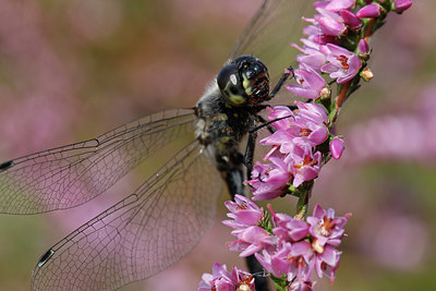 BUITEN BEELD Foto: 308067