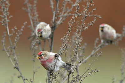 BUITEN BEELD Foto: 308082