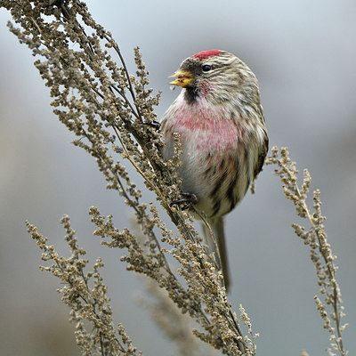 BUITEN BEELD Foto: 308084