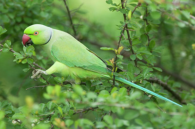 BUITEN BEELD Foto: 308130