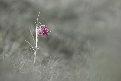BUITEN BEELD Foto: 308135