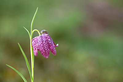 BUITEN BEELD Foto: 308136