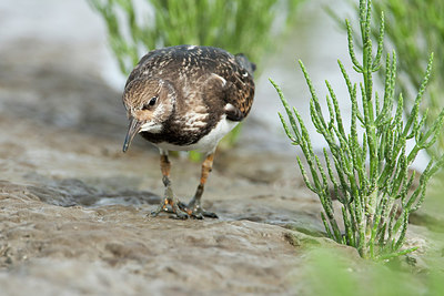 BUITEN BEELD Foto: 308197