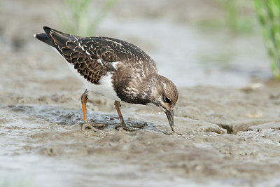 BUITEN BEELD Foto: 308198