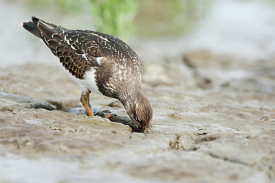 BUITEN BEELD Foto: 308199