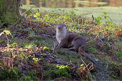 BUITEN BEELD Foto: 308249