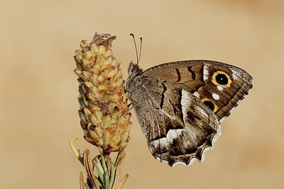 BUITEN BEELD Foto: 308262