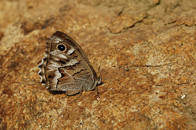 BUITEN BEELD Foto: 308267