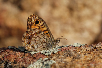 BUITEN BEELD Foto: 308268
