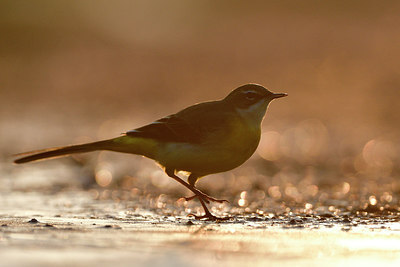 BUITEN BEELD Foto: 308273