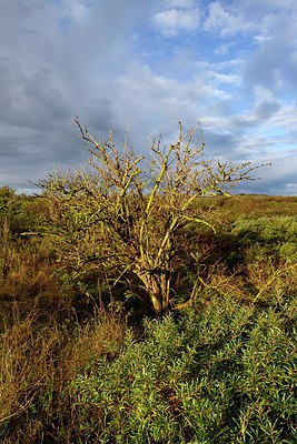BUITEN BEELD Foto: 308287