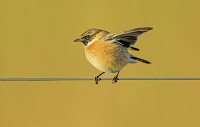BUITEN BEELD Foto: 308292