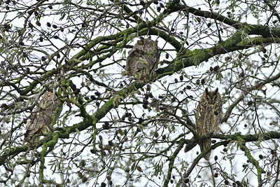 BUITEN BEELD Foto: 308297