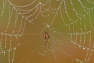 BUITEN BEELD Foto: 308301