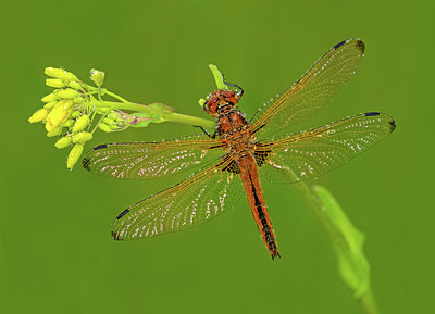 BUITEN BEELD Foto: 308302