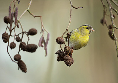 BUITEN BEELD Foto: 308304