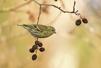 BUITEN BEELD Foto: 308305